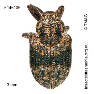 Gerynassa sp TMAG_F146105