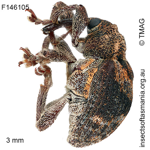 Gerynassa sp TMAG_F146105
