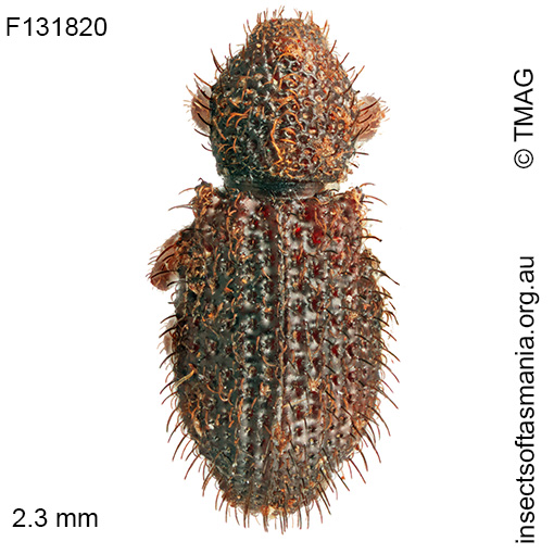 Listroderini gen nr Tasmanica sp