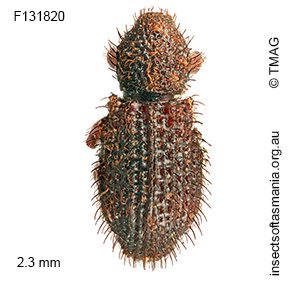Listroderini gen nr Tasmanica Bell sp nov
