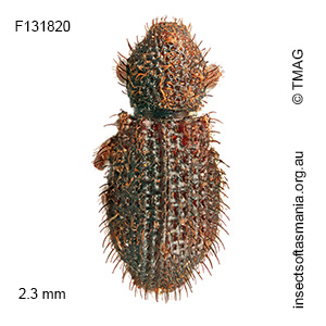 Listroderini gen nr Tasmanica Bell sp nov
