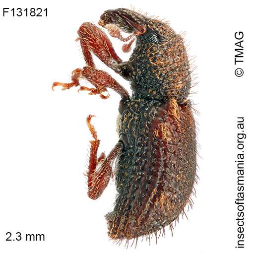 Listroderini gen nr Tasmanica sp