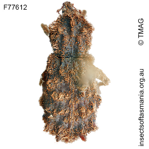 Lophixus sp TMAG_F77612