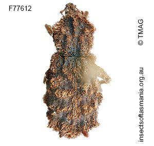 Lophixus sp TMAG_F77612