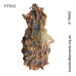 Lophixus sp TMAG_F77612