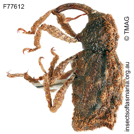 Lophixus sp TMAG_F77612