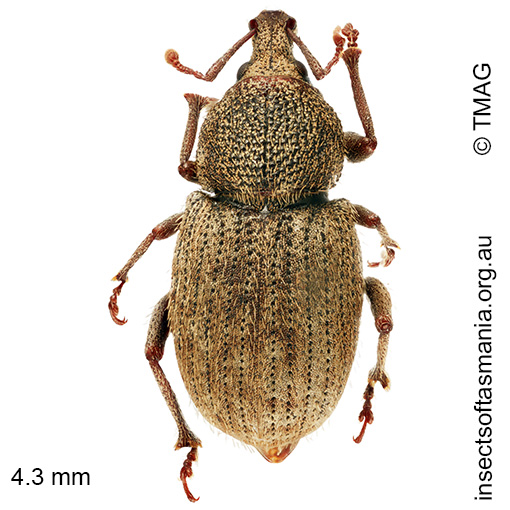 Mandalotus-seticollis Mandalotus seticollis
