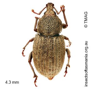 Mandalotus seticollis