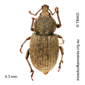 Mandalotus seticollis