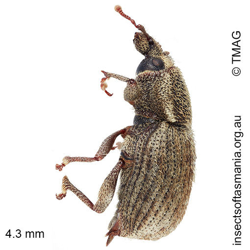 Mandalotus-seticollis_a Mandalotus seticollis