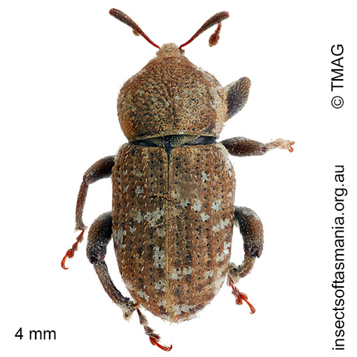 Mandalotus sterilis