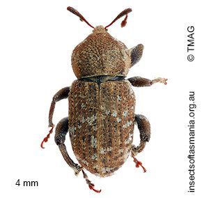 Mandalotus sterilis