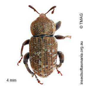 Mandalotus sterilis