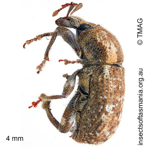 Mandalotus sterilis