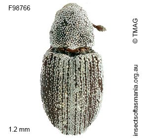 Microberosiris sp TMAG_F98766