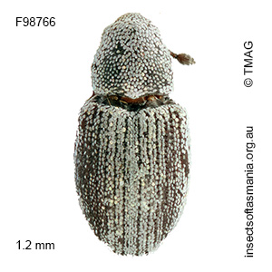 Microberosiris sp TMAG_F98766