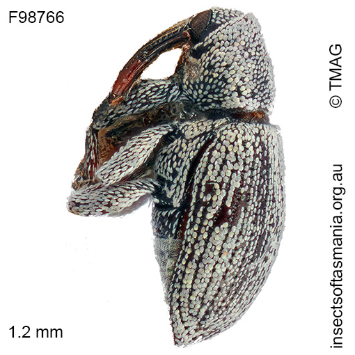 Microberosiris sp TMAG_F98766