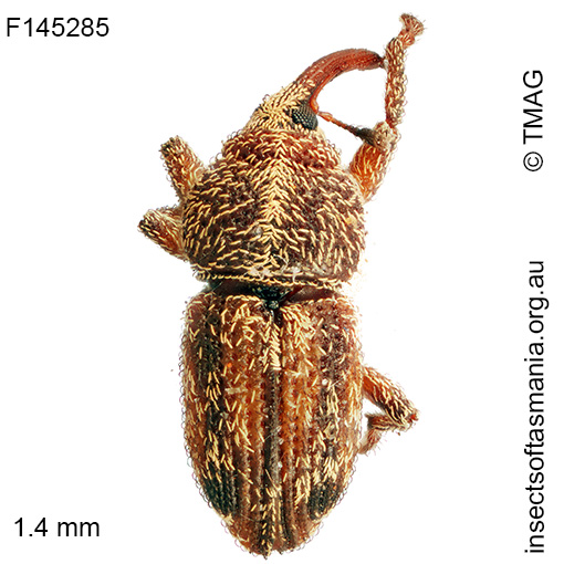 Misophrice amplicollis