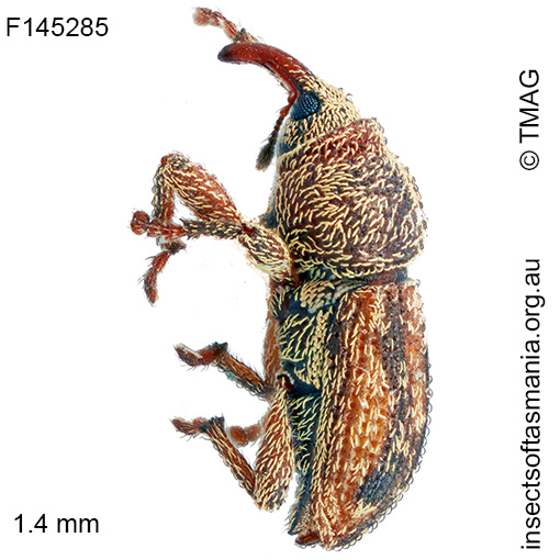 Misophrice amplicollis