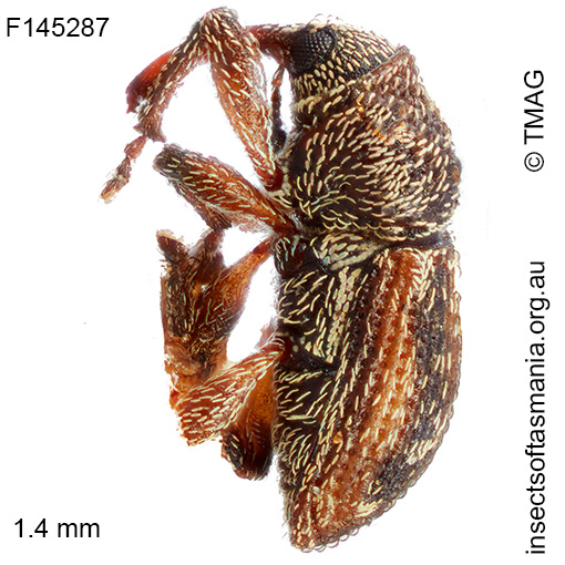 Misophrice amplicollis