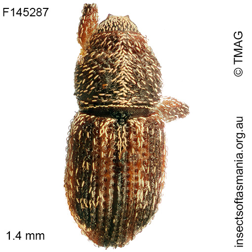 Misophrice amplicollis