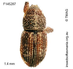 Misophrice amplicollis