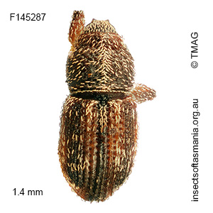 Misophrice amplicollis