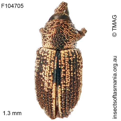 Misophrice gloriosa