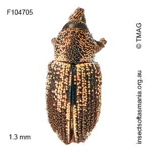 Misophrice gloriosa