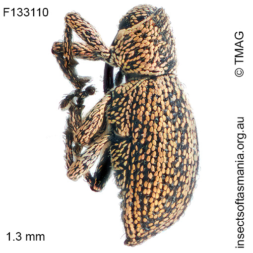 Misophrice gloriosa
