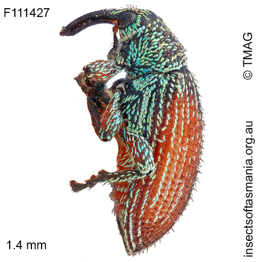 Misophrice setulosa