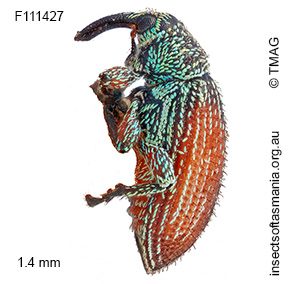 Misophrice setulosa