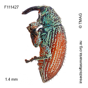 Misophrice setulosa