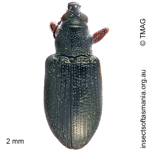 Thaumastophasis inconstans