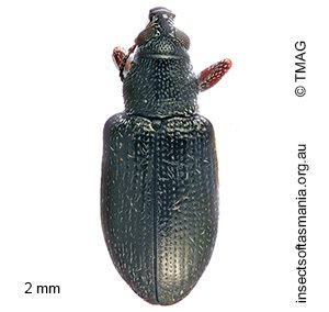 Thaumastophasis inconstans