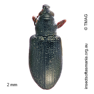 Thaumastophasis inconstans