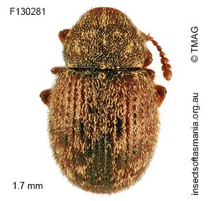 Xynotropis ECZ sp nov