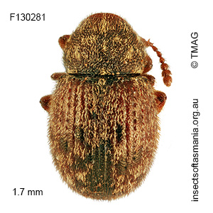 Xynotropis ECZ sp nov