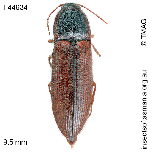 Acroniopus-granulatipennis