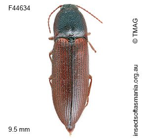 Acroniopus granulatipennis