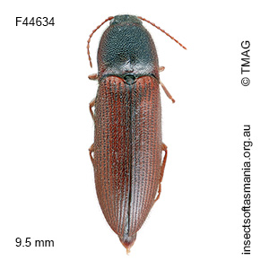 Acroniopus granulatipennis