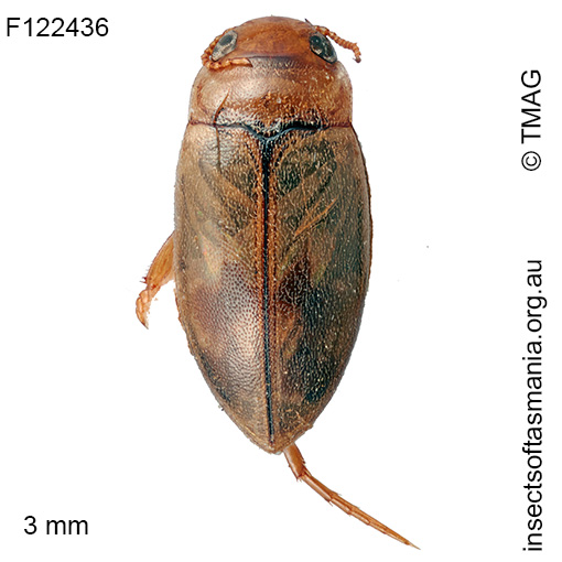 Allodessus-bistrigatus