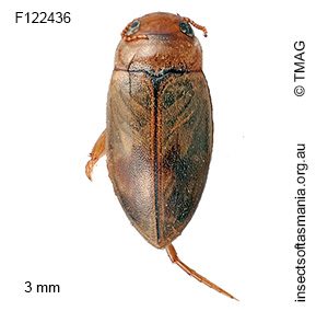 Allodessus bistrigatus