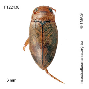 Allodessus bistrigatus