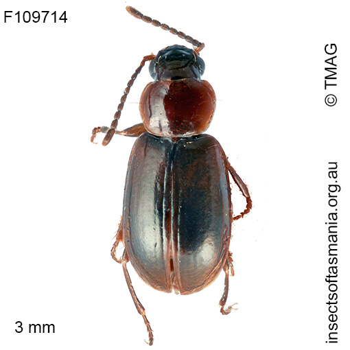 Amblystomus-parvus