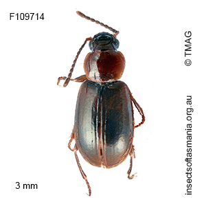 Amblystomus parvus