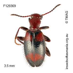 Anthicus macleayi