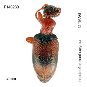 Anthicus parvulus
