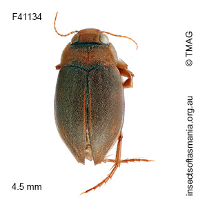 Antiporus blakei