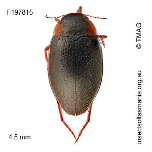 Antiporus femoralis